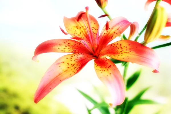 Flower lily — Stock Photo, Image