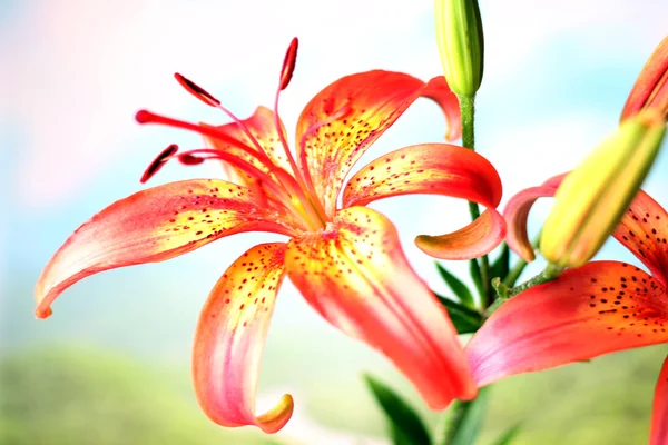 Flower lily — Stock Photo, Image