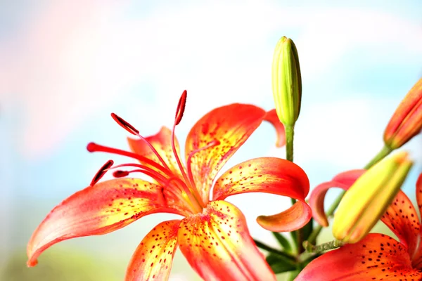 Цветочная лилия — стоковое фото