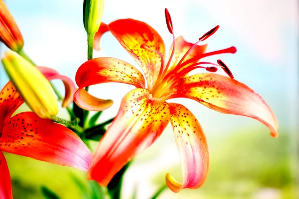 Květina lilie — Stock fotografie