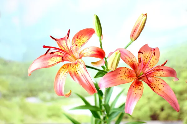 Flower lily — Stock Photo, Image