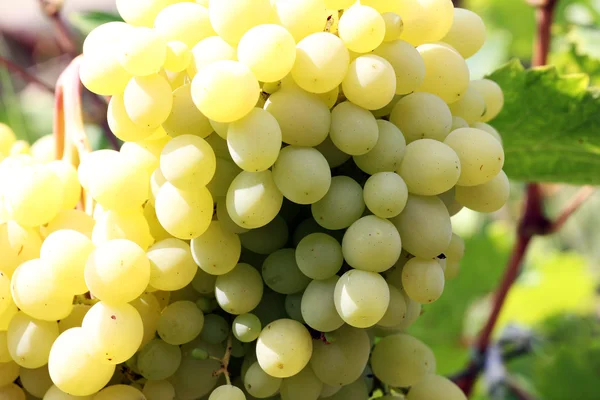 Спелый виноград — стоковое фото