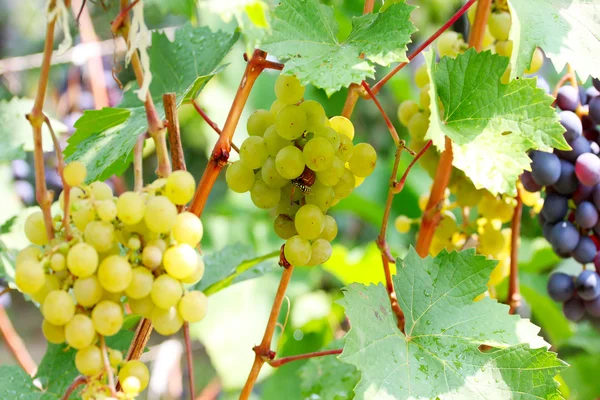 Спелый виноград — стоковое фото