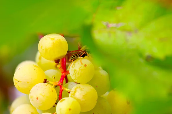 Ripe grape — Stock Photo, Image