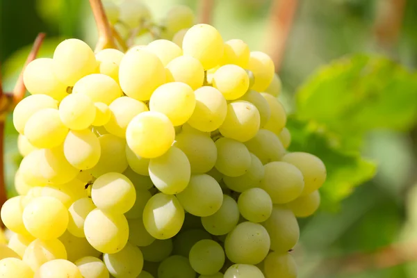 Érett szőlő — Stock Fotó