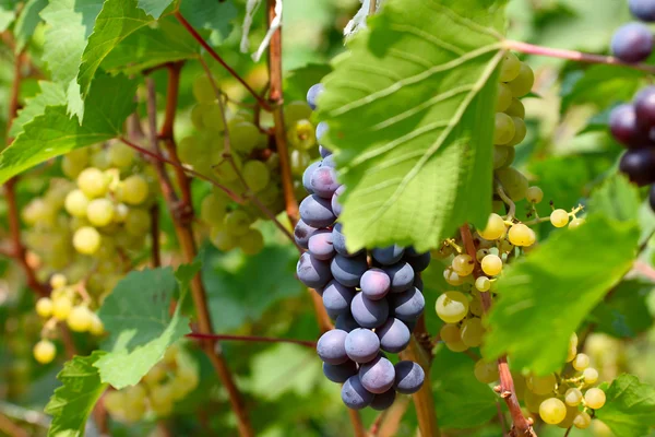 Érett szőlő — Stock Fotó