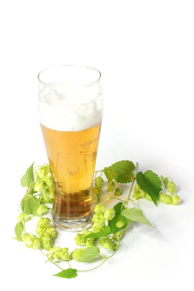 Bier en hop — Stockfoto