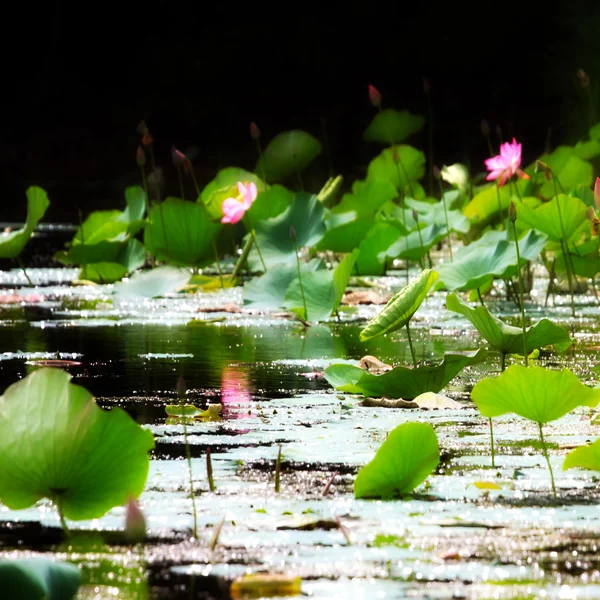 Water lily — Stock Photo, Image