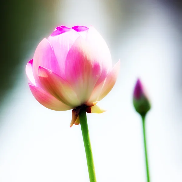 Water lily — Stock Photo, Image