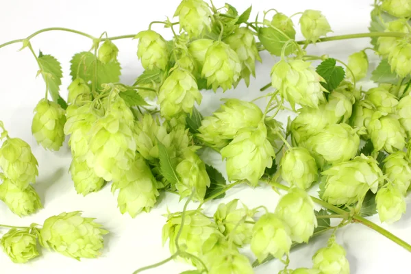 Humulus lupulus — Stock Photo, Image