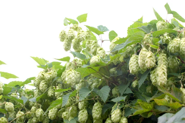 Humulus lupulus — Stock Photo, Image