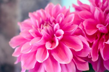 Yaz flora