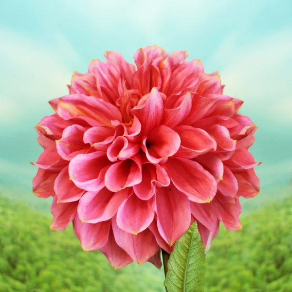 Summer flora — Stock Photo, Image