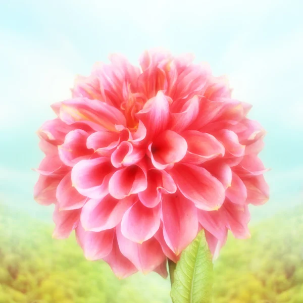 Summer flora — Stock Photo, Image
