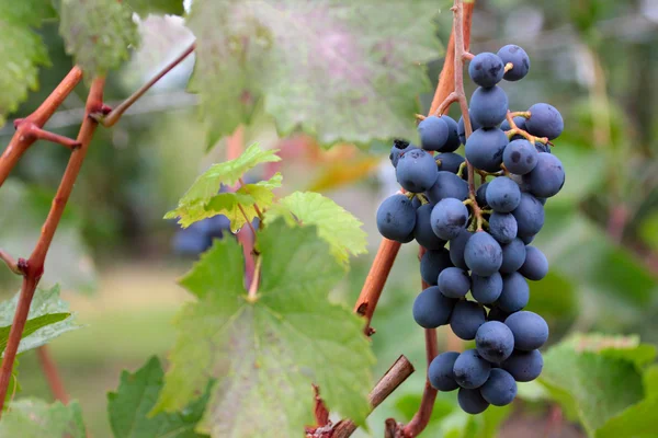 Ripe grape — Stock Photo, Image