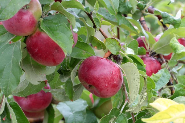 Apple on the tree — Stock Photo, Image