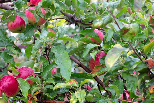 Jabłko na drzewie — Zdjęcie stockowe
