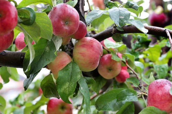 Manzana en el árbol — Foto de Stock