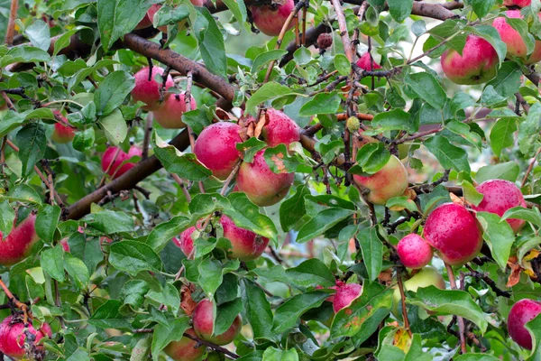 Apple on the tree — Stock Photo, Image