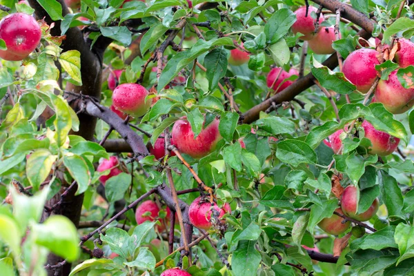 Apfel auf dem Baum — Stockfoto