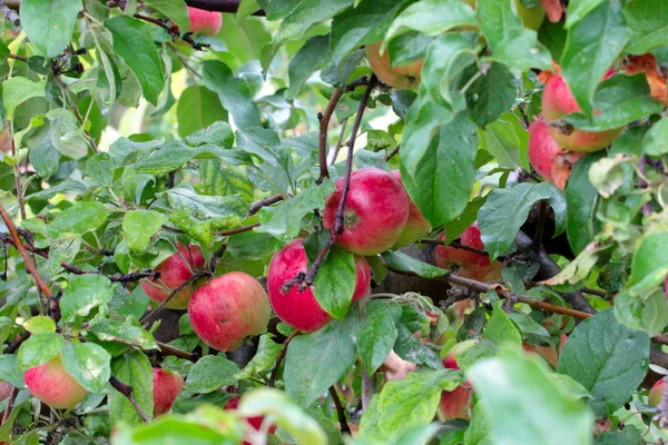 Apfel auf dem Baum — Stockfoto