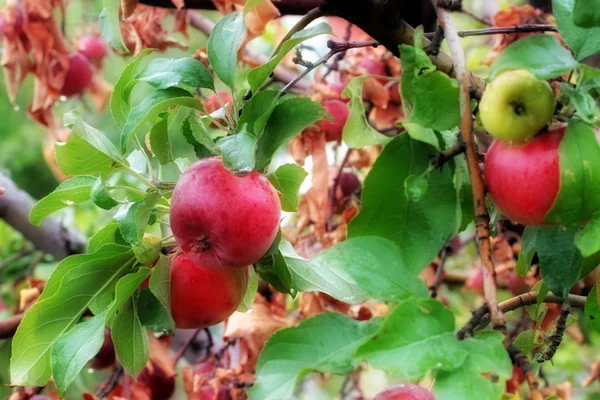 Äpple på trädet — Stockfoto