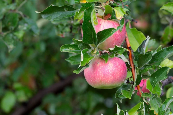 Apfel auf dem Baum — Stockfoto