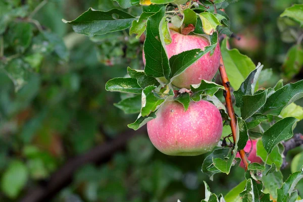 Manzana en el árbol — Foto de Stock