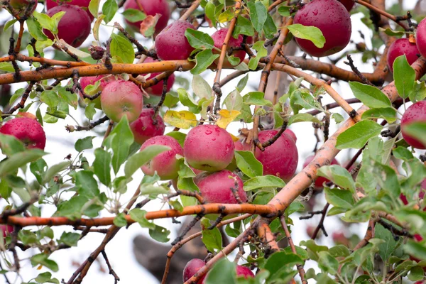 Apple on the tree — Stock Photo, Image