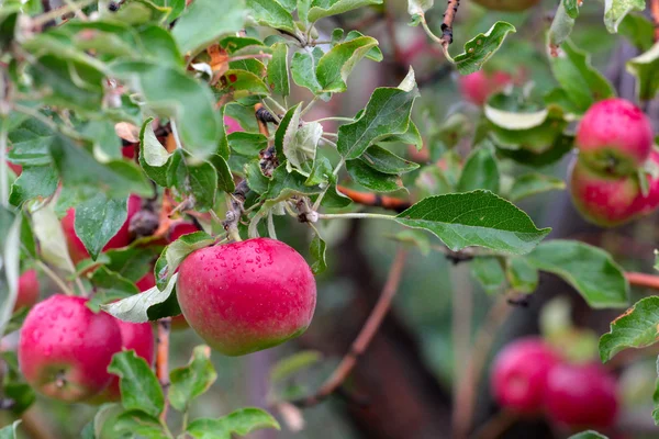 Manzana en el árbol — Foto de Stock