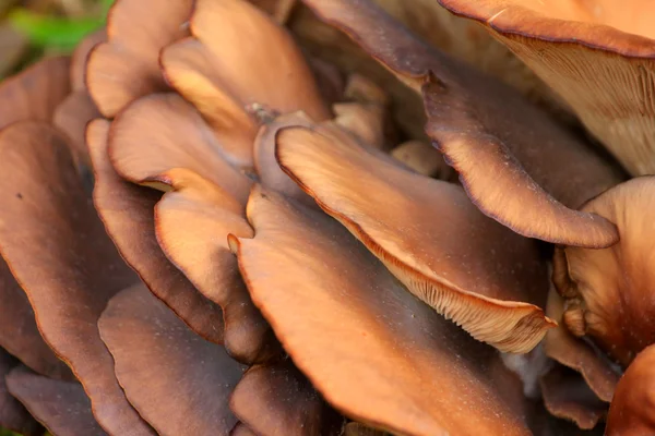 Pleurotus — Stockfoto