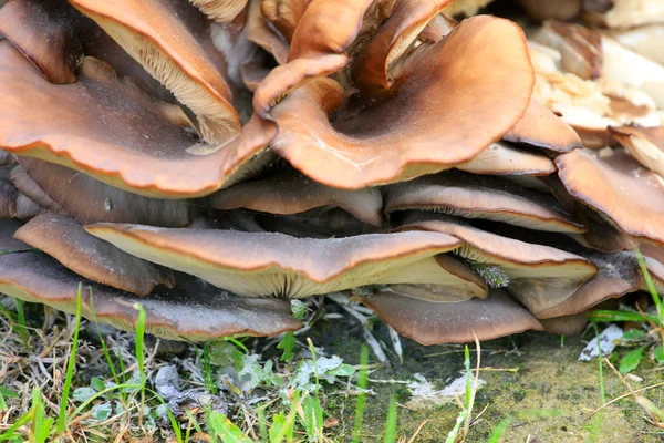 Mushroom Pleurotus — Stock Photo, Image