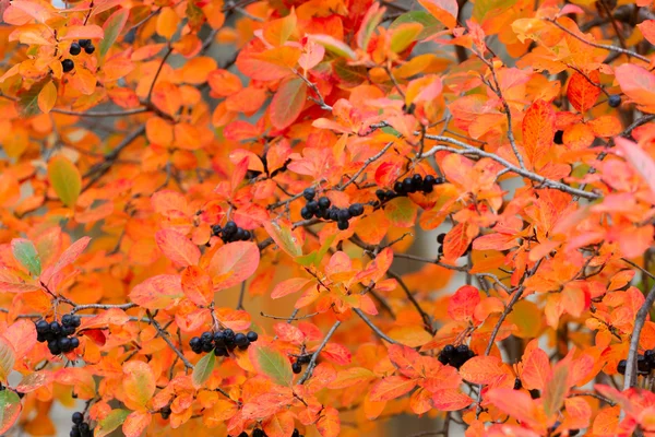 Rowanberry — Stock Photo, Image