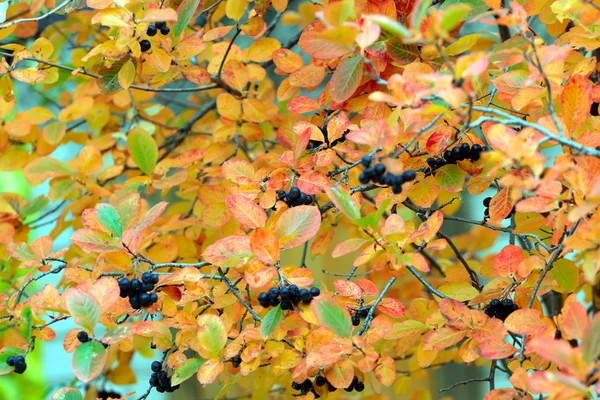 Rowanberry — Stock Photo, Image