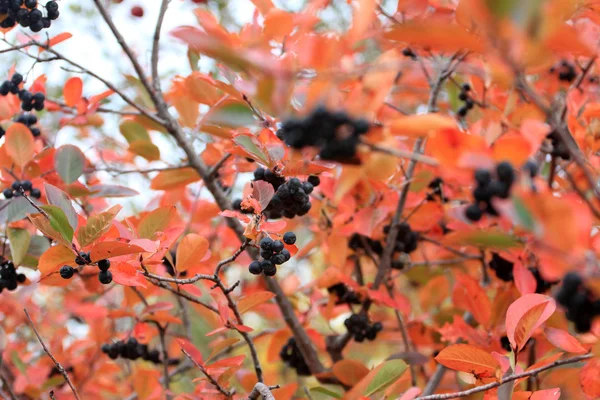 Rowanberry — Stock Photo, Image