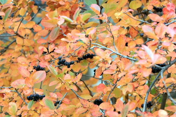 Rowanberry — Stock Photo, Image