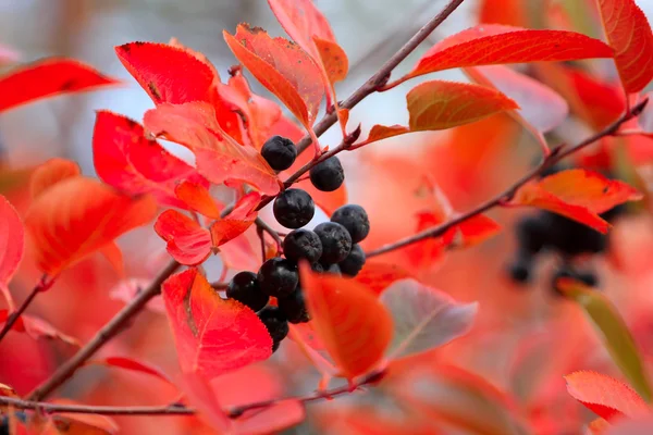 Rowanberry — Stock Photo, Image