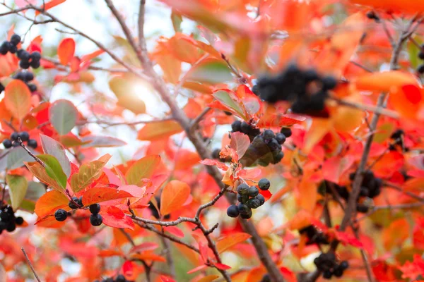 Rowanberry — Stock Photo, Image