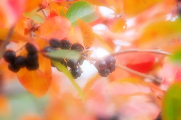 Rowanberry — Stock Photo, Image