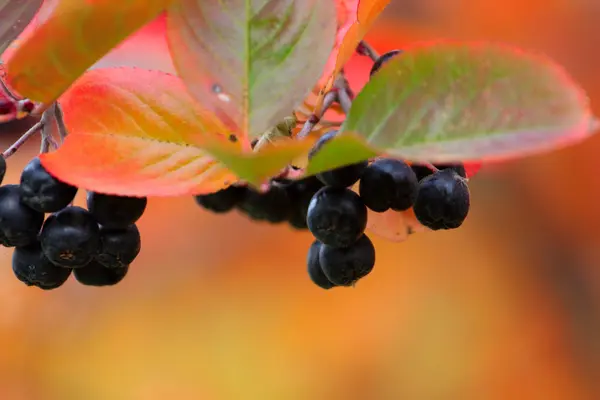 Rowanberry — 图库照片