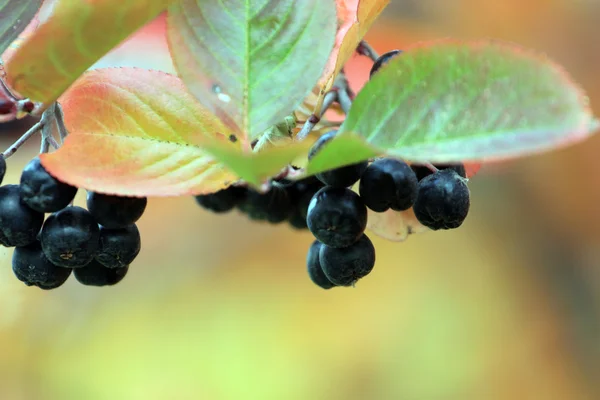 Rowanberry — стокове фото