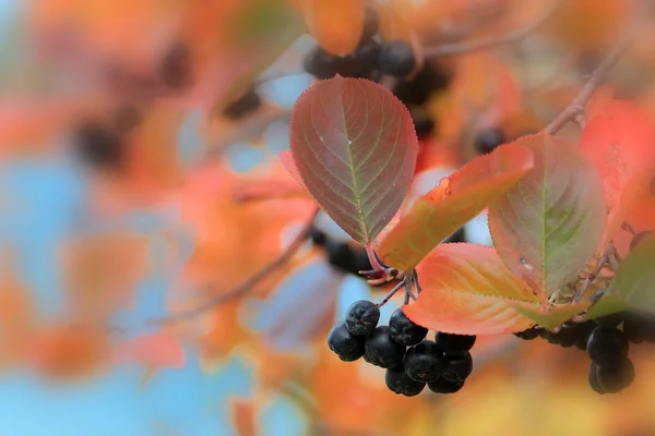 Rowanberry — Stock Photo, Image