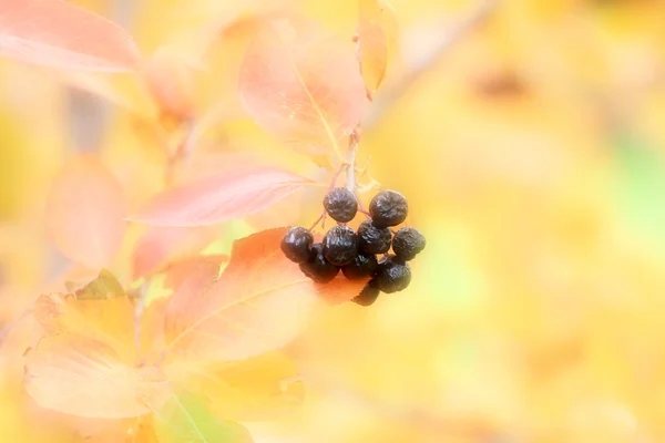Rowanberry — стокове фото