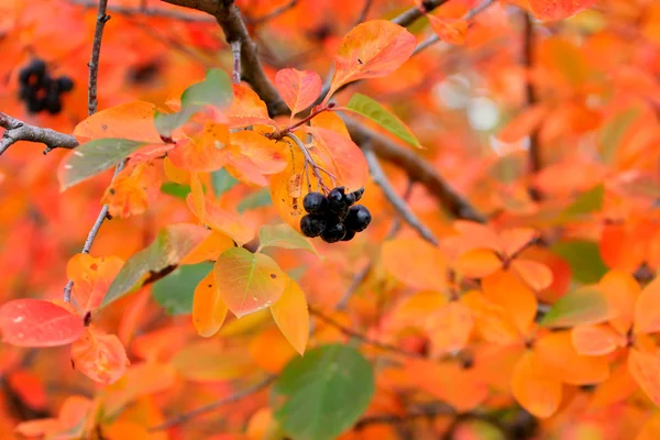 Rowanberry — Stock Photo, Image