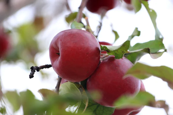 Ağaçtaki elmalar — Stok fotoğraf