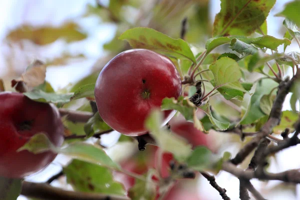 Manzanas en el árbol — Foto de Stock