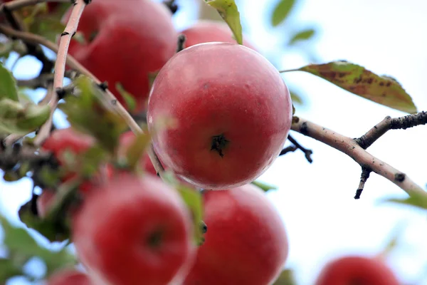 Äpfel auf dem Baum — Stockfoto