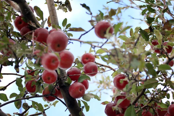 Ağaçtaki elmalar — Stok fotoğraf