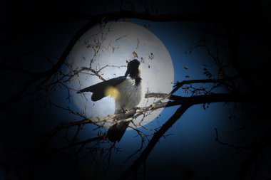 karanlık gökyüzü ve ağaç