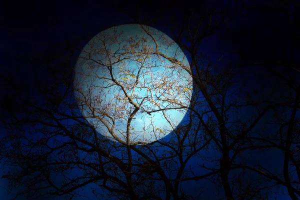 Cielo oscuro y árbol — Foto de Stock